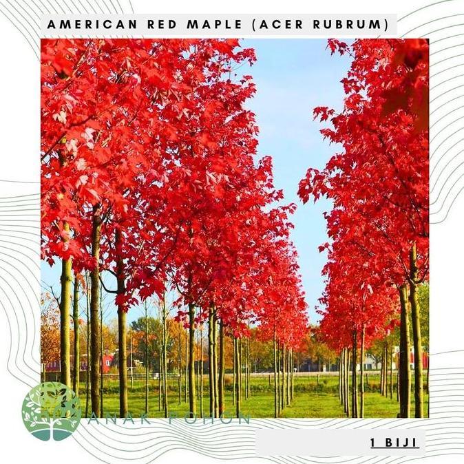 Benih Bibit Biji American Red Maple / Canadian Maple Tree (Acer Rubrum) Pohon Eksotis Seeds Import A