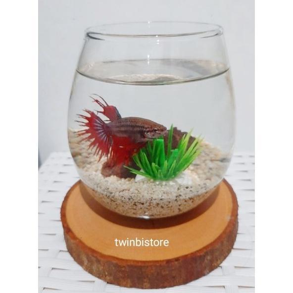 Paket Akuarium Kaca Mini Bulat Aesthetic | Aquariumtank Cupang Ikan Hias Kecil Estetik