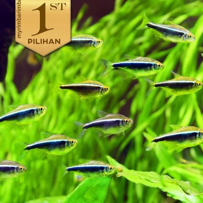 Paket Koloni (isi 10) Black Neon Tetra Ikan Hias Aquascape Hiasan Aquarium Tanaman Air Tawar