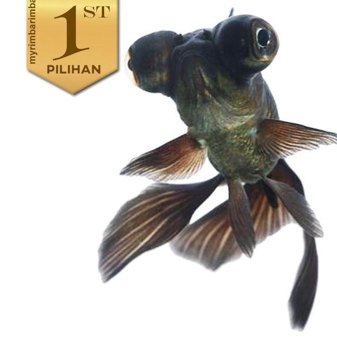 Paket Koloni (isi 10) Ikan Hias Mas Koki Buldog Hitam Hiasan Aquarium Tanaman Air / Kolam