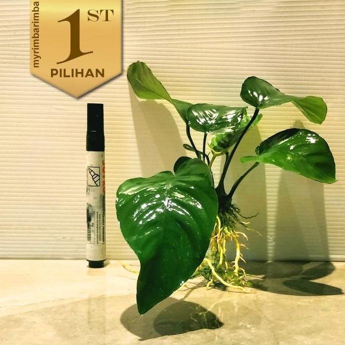 Anubias Barteri Broadleaf Tanaman Air Aquascape Hiasan Aquarium Ikan