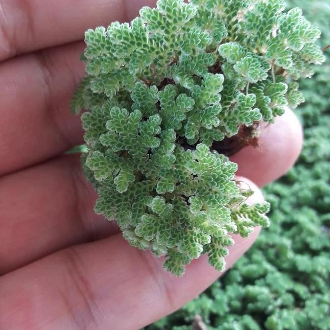 Azolla Microphylla- Bibit tanaman