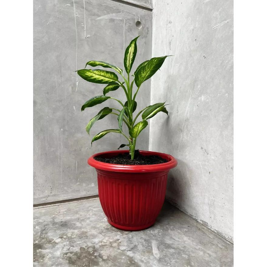 Pot Bunga / Pot Tanaman 40Cm / Pot Belimbing 40 / Pot Matahari Uk 40