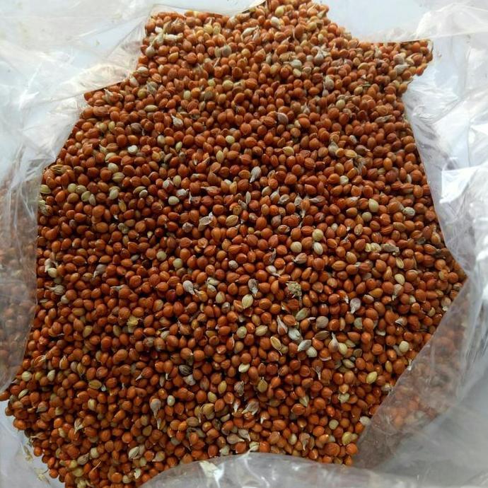 Kunyit Jewawut 500 Gr Pakan Blackthroat Sanger Mozambique Kenari