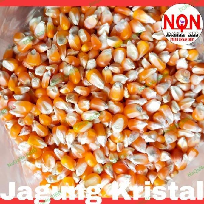 Jagung Kristal Pakan Burung Dara