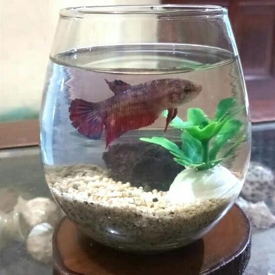 Afterday- Aquarium Ikan Mini Akuarium Bulat Unik Estetik Cupang Guppy Ikan Kecil