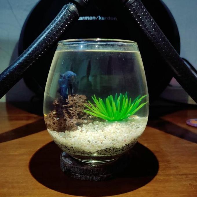 Afterday- Akuarium Mini Cupang / Tank Cupang / Aquarium Guppy / Aquascape Unik