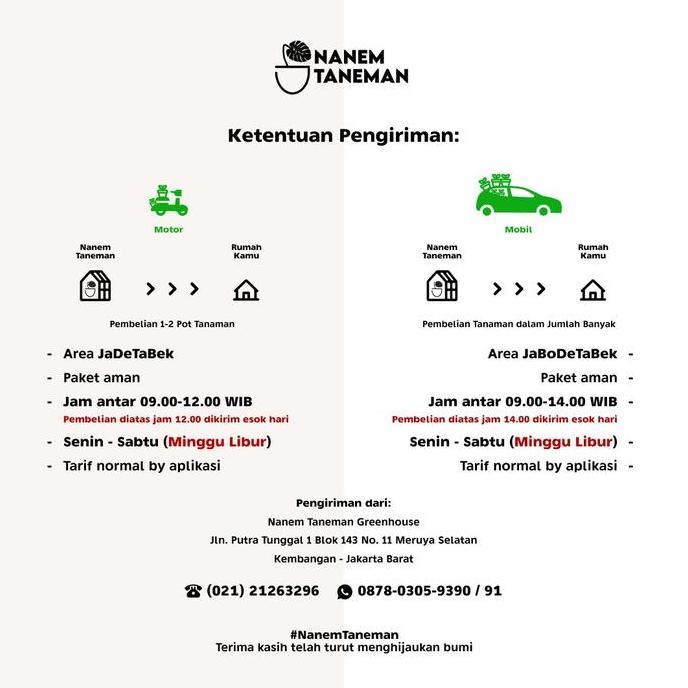 Terbaik Nanem Taneman - Phillo Marble & Monstera Obliqua - Paket Best Deal Terimakasih