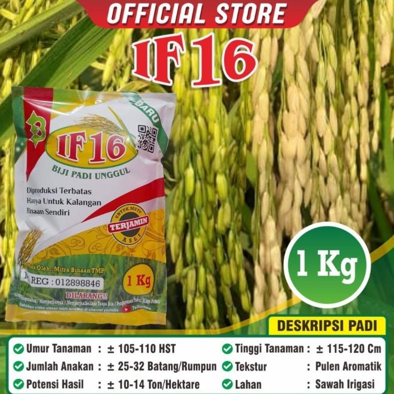 NEW Padi IF 16 / Biji Padi IF 16 / Biji Padi Unggul IF16 / Original / Kemasan 1 Kilogram / Terlaris 