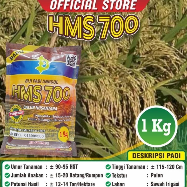 NEW Padi Unggul HMS 700 HMS700 / Biji Padi HMS 700 / Biji HMS 700 / Kemasan 1 Kilogram / Bisa COD / 