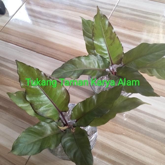Anthurium black beauty / tanaman anthurium black beauty