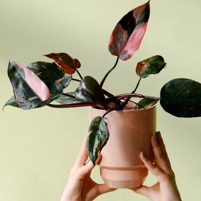 Tanaman hias philodendron pink princess - Philodendron pink princess