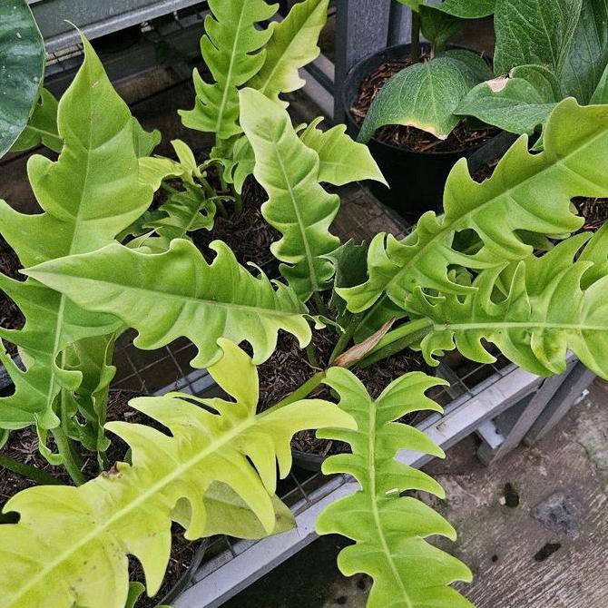 Philodendron Golden Saw / Philodendron Gergaji / Philo Golden Saw