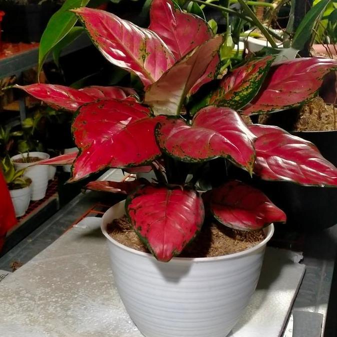 aglonema Red anjamani indukan