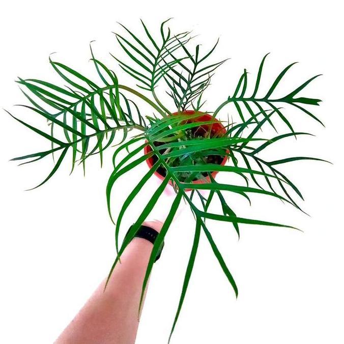 Tanaman Hias Philodendron Tortum - Philodendron Tortum - Tortum