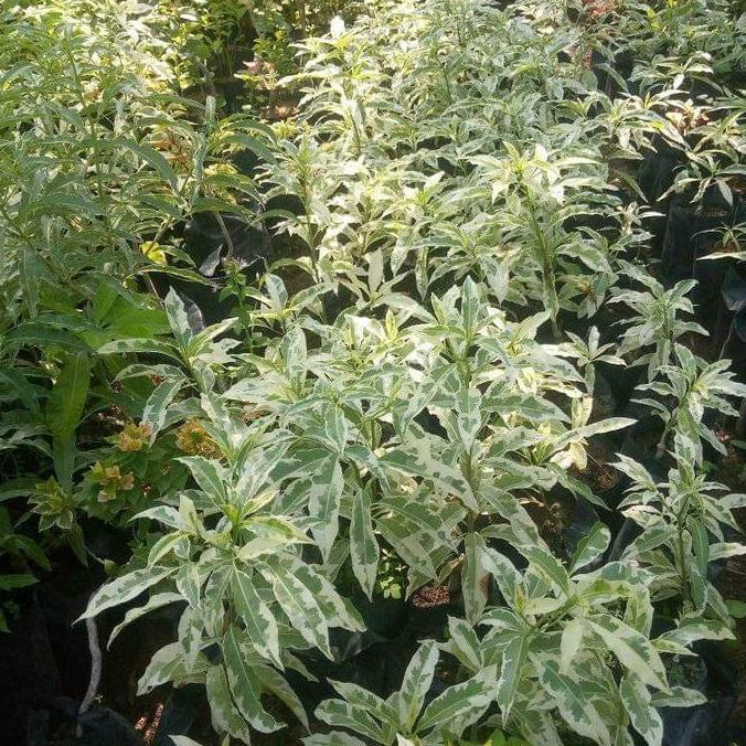 Tanaman hias & bahan bonsai import Baobab Variegata bagus cantik Tanaman langka