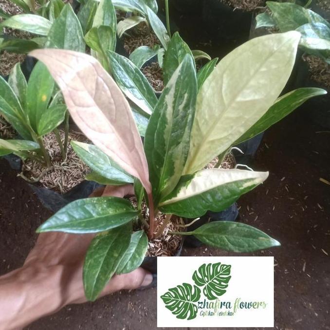 Anthurium jemani golok / jenmani /Tanaman hias