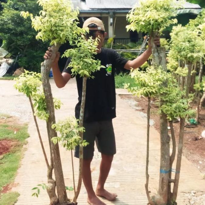 Tanaman Hias Bonsai Anting Putri / Pohon Bonsai Anting Putri