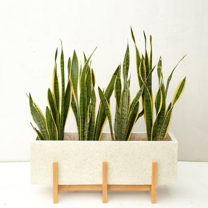 Planter Box Terrazzo + Sansievera