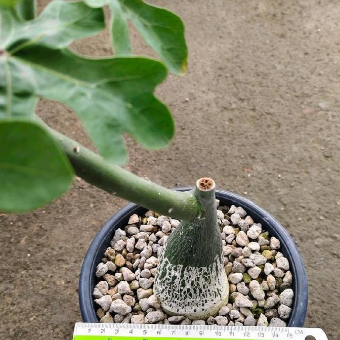 Tanaman Caudex Adenia venenata