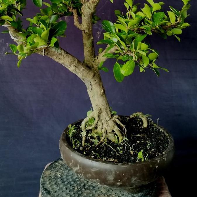 bonsai bahan sianci barbados