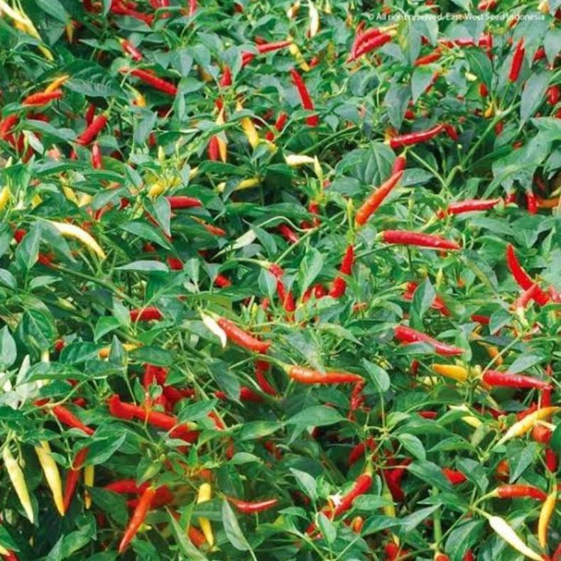 100 Biji Cabe Dewata 43 F1 | Bibit Cabe Rawit Dewata F1 | Benih Cabai Rawit
