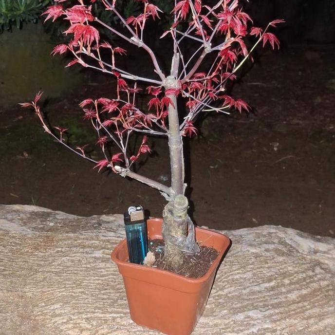 bonsai Japanese red maple