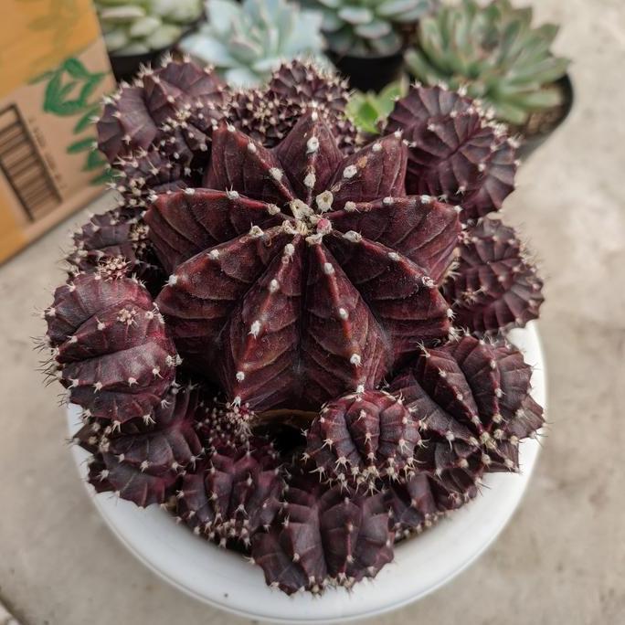 tanaman hias kaktus sekulen Gymno red Korea sp 2