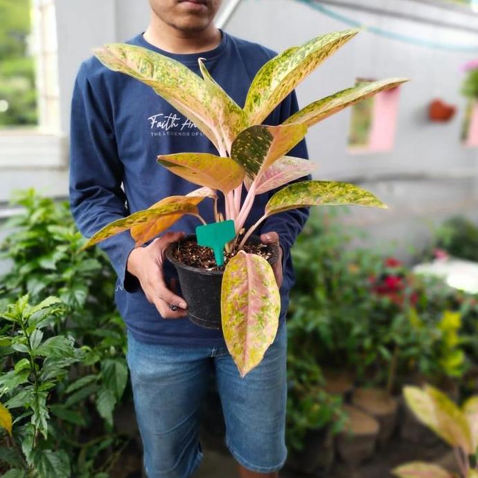 Newcastel- Tanaman Hias Pohon Aglonema B Roy, Bunga Aglonema B Roy,Foto
