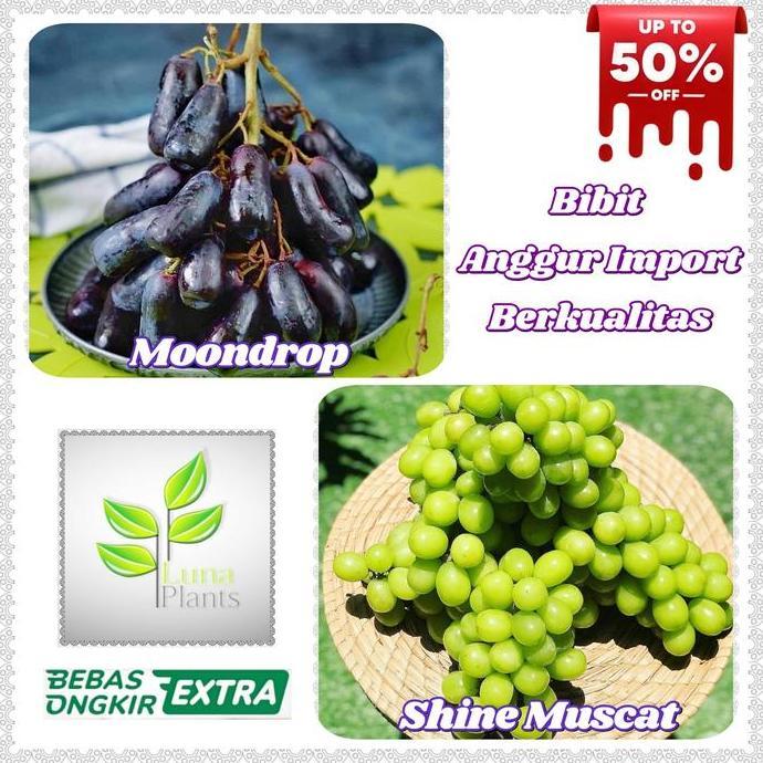 Newcastel- Bibit Anggur Import - Bibit Buah Anggur Import