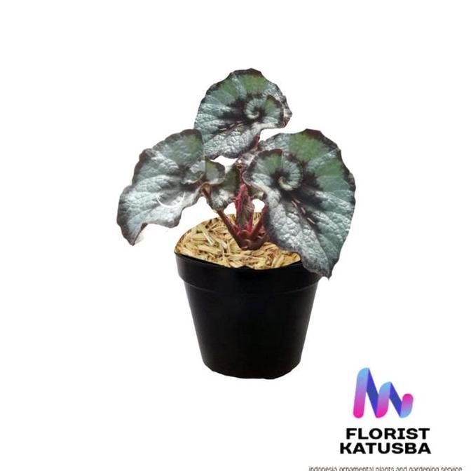 Newcastel- Tanaman Hias Begonia Keong Begonia Keong