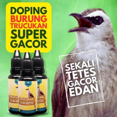 Dufawashop1 - Vitamin Burung Trucukan Ropel / Doping Trucukan Lomba / Vitamin Trucuk