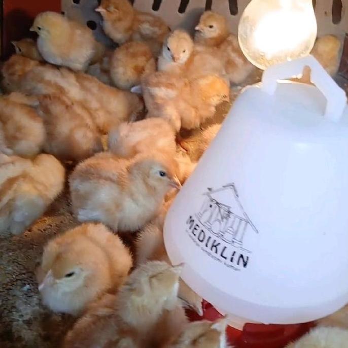 PROMO DOC ayam petelur atau layer