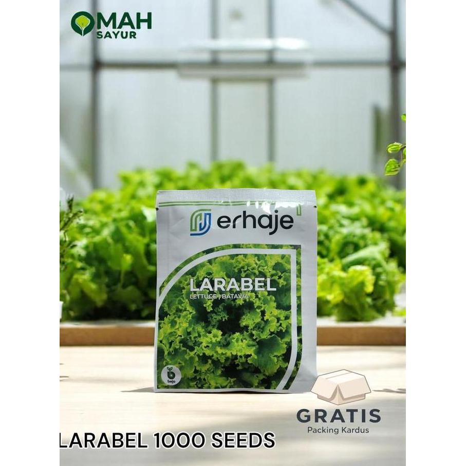 Best Seller [1000 Pills] Benih Selada Bejo Larabel Benih Lettuce Batavia By Bejo Seeds Premium