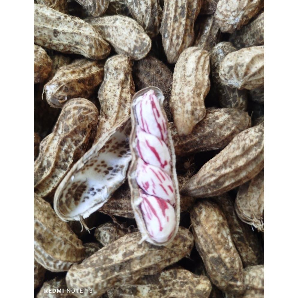 new Kacang Madu Lurik|Kacang Batik