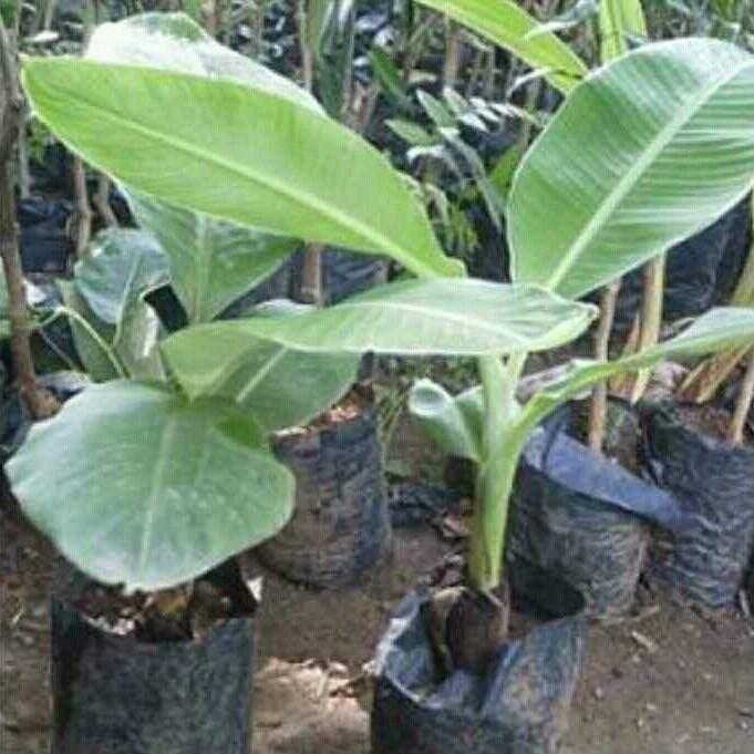 bibit pisang ambon mini super MMZ