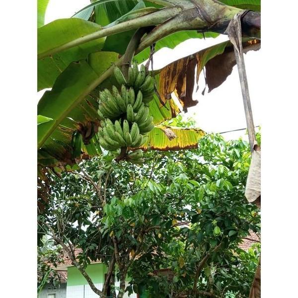 bibit pisang ampyang/kriak soplla 8200hj MMZ