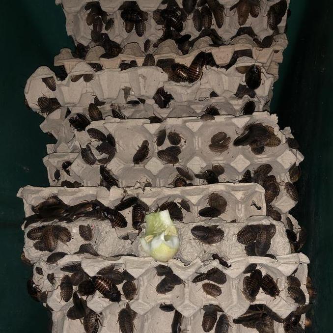 Kecoa Dubia Makanan Reptil