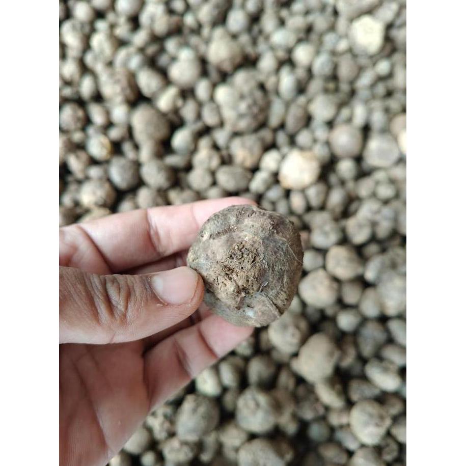 Bibit Porang Katak Jumbo 7080 Biji/Kg | Dorman Asli Lokal | Panen Umbi Besar