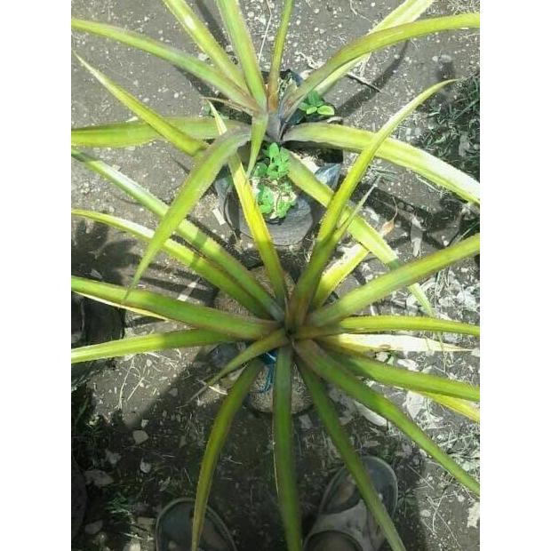 Tanaman Buah langka bibit buah nanas medusa-nanas
