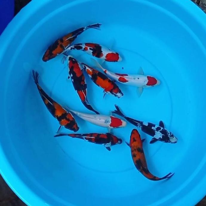 Fisheat- Ikan Koi Blitar Kohaku,Sanke,Utsuri,Shiro,Sho