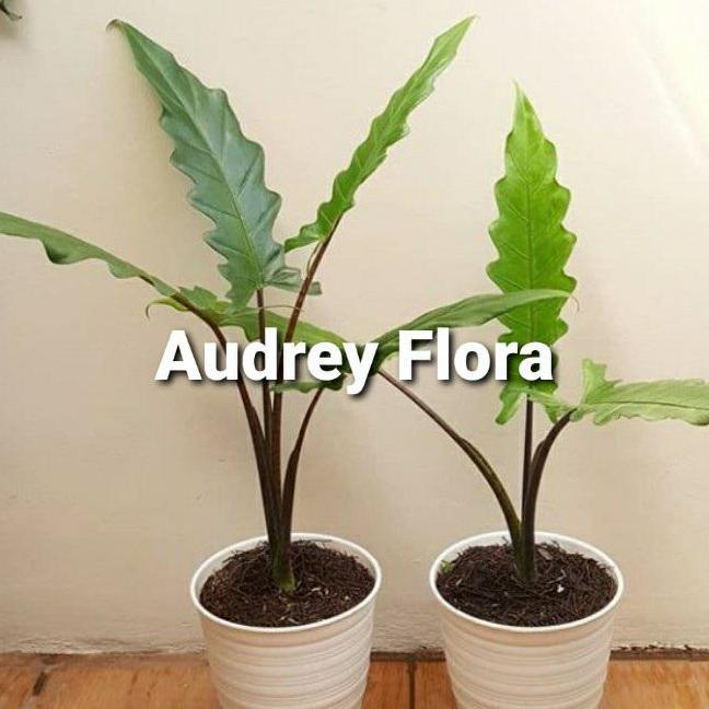 Promo Tanaman Hias Philodendron Keris Papua - Philo Keris Papua Cod