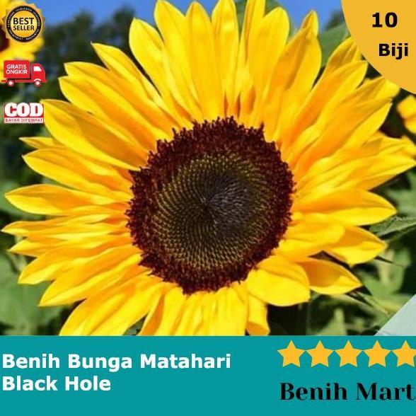 Promo Benih Bibit Biji Bunga Matahari Sunflower Black Hole Sun Flower Cod