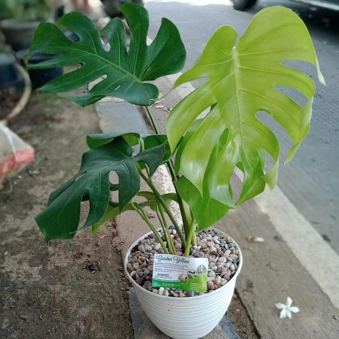 TANAMAN HIAS INDOOR CANTIK MONSTERA BRAZIL+ POT TAWON DAN BATU