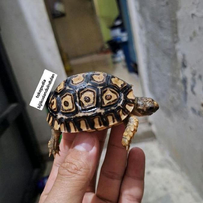 kura kura pardalis//pardalis tortoise
