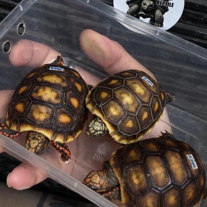 BABY KURA KURA RED FOOT KAKI MERAH KURA KURA DARAT SULCATA ALDABRA HERMANI