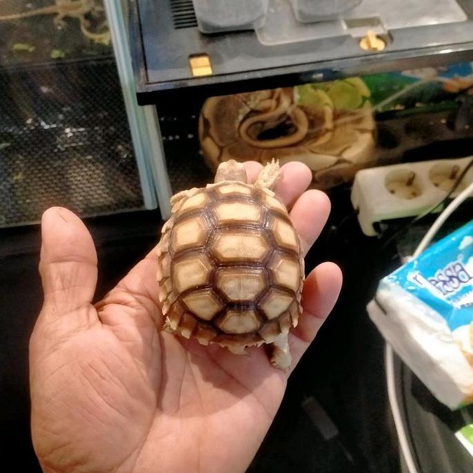 kura kura darat sulcata tortoise
