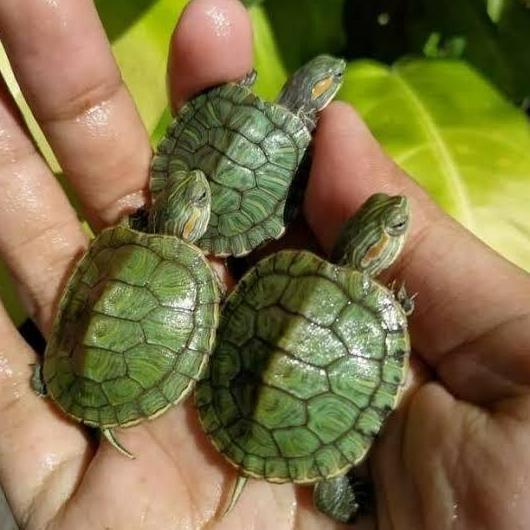 kura kura brazil baby turtle [KHUSUS KURIR INSTANT]