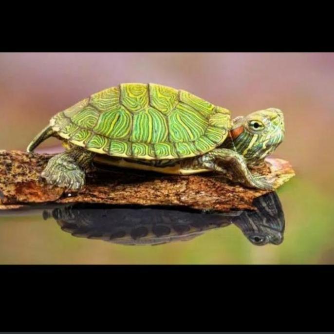 kura kura brazil hijau air tawar turtle mini size aquascape aquarium