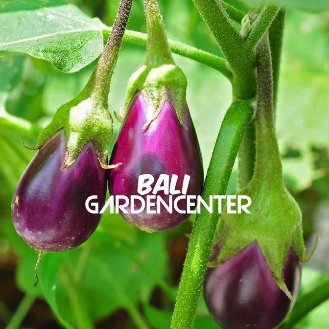 Promo Benih Biji Terong Pondoh Ungu - Terong Pondoh Unggul Cod